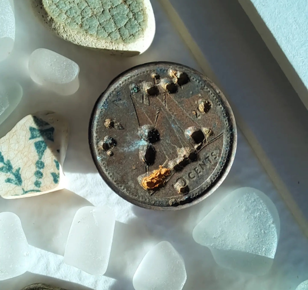 Ocean's Cabinet of Curiosities - Sea Treasure Frame